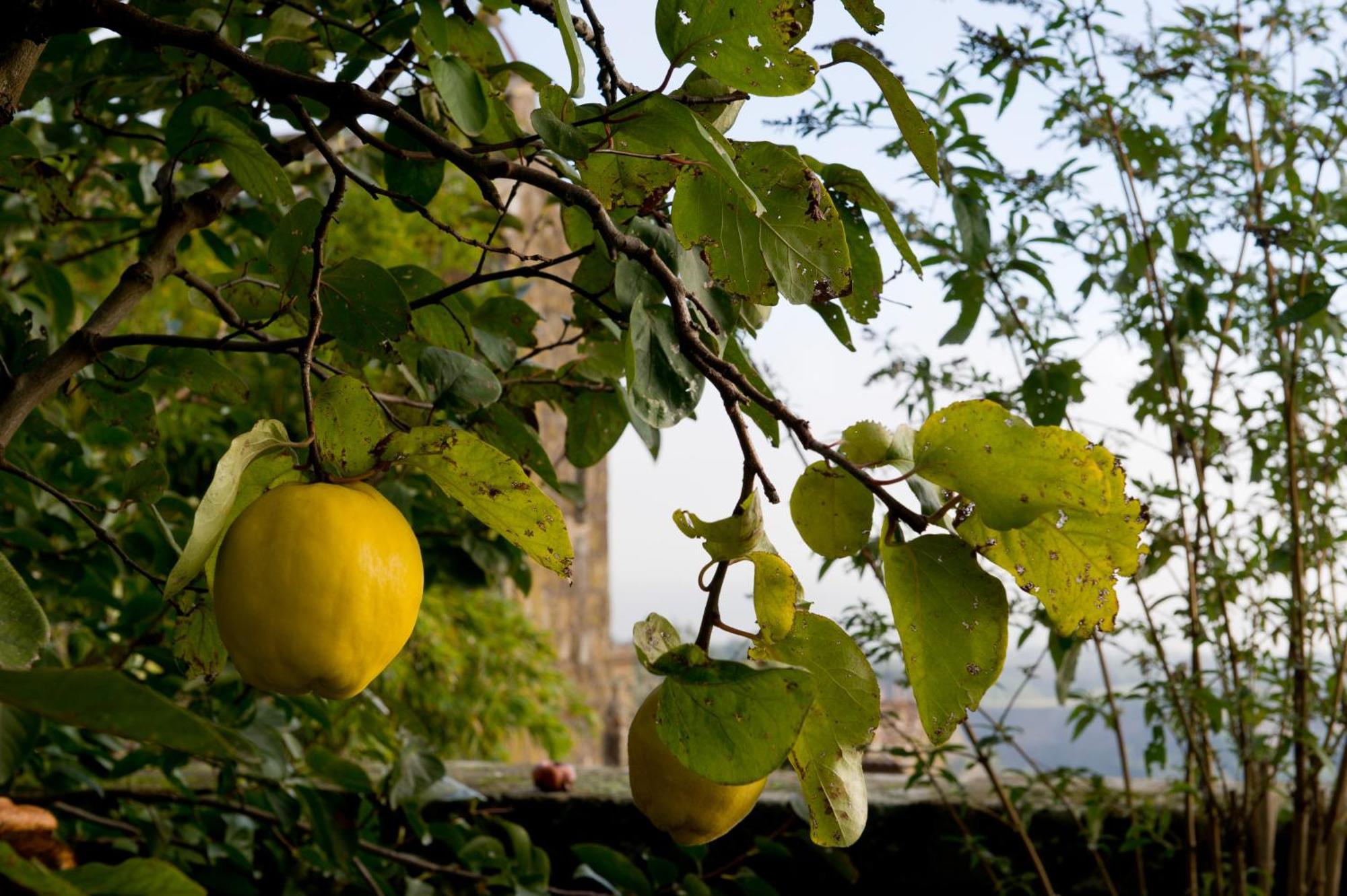 Appartement Palazzo Contino à Bagnoregio Extérieur photo